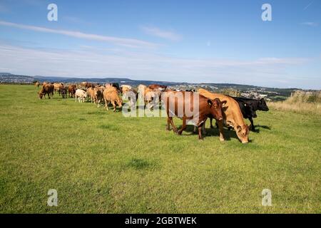 A herd of cows and calves being moved to an adjacent field on an upland farm during summer in West Yorkshire Stock Photo