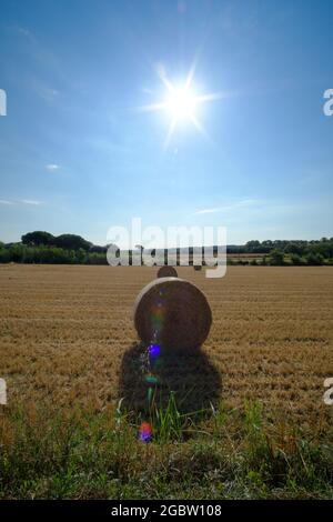 Straw wheels on a rural field landscape on a hot blue sky with sun shining Stock Photo