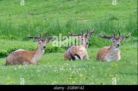 Three Fallow deer (Dama dama) stags in velvet chewing the cud as they lie on grassland, Knepp Estate, Sussex, UK, June. Stock Photo