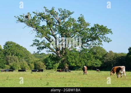 English longhorn cattle (Bos taurus) grazing near an Oak tree where White storks (Ciconia ciconia) are nesting, Knepp Estate, Sussex, UK, June 2021. Stock Photo