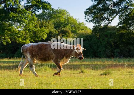 English longhorn cow (Bos taurus) walking in grassland in sunset light, Knepp Estate, Sussex, UK, June 2021. Stock Photo