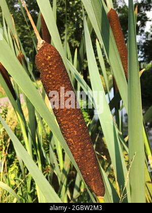Bullrush reeds after bloom. Close up. Stock Photo