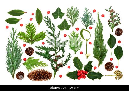 Winter greenery nature study with English, European flora, leaves, pine cones, plants and loose holly berries. Natural seasonal composition. Flat lay. Stock Photo