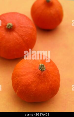Pumpkin harvest hokkaido harvesting Cucurbita maxima pepo red kuri ...