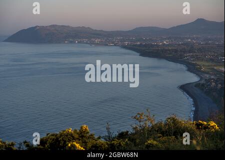 Beautiful evening view of Killiney Beach, Bray Head, Little Sugar Loaf and gorse (Ulex) flowers seen from Killiney Hill during golden hour, Dublin, Ir Stock Photo