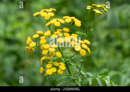 Close-up of tansy flowers (Tanacetum vulgare), a yellow wildflower, flowering during summer or August, UK Stock Photo