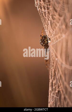 A Neoscona adianta spider waits on its web as the sun rises. Soon after the sun has risen the spider dismantles the web during the day before building them again at the end of the day Stock Photo