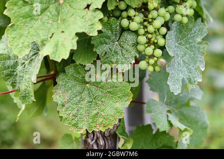 Sick vine grape leaves infected with mildew fungal disease with white and brown spots Stock Photo