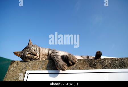 Domestic striped cat lounging on top of a wall. Stock Photo