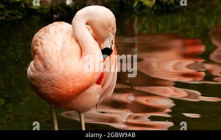 Filter feeding bird the Chilean flamingo Phoenicopterus chilensis reflected in the water closeup with selective focus Stock Photo