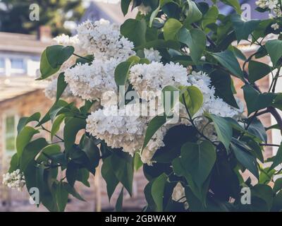 Closeup shot of a white amur lilac growing o the tree Stock Photo