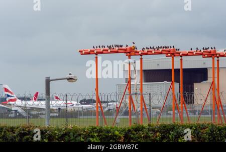 London, UK. August 5th 2021: After a dull afternoon and heavy rain showers, starlings settle on the runway markers at London Heathrow Credit: Maureen McLean/Alamy Live News Stock Photo