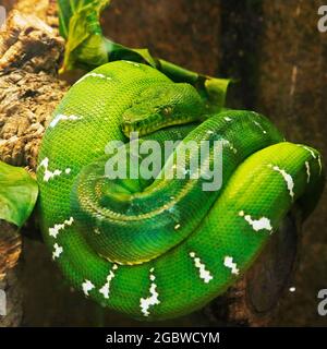 emerald green boa snake in close up look Stock Photo