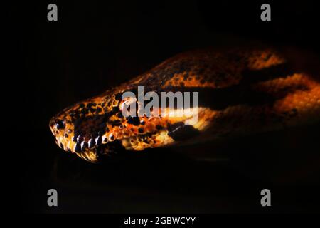 python snake head in close up with black background Stock Photo