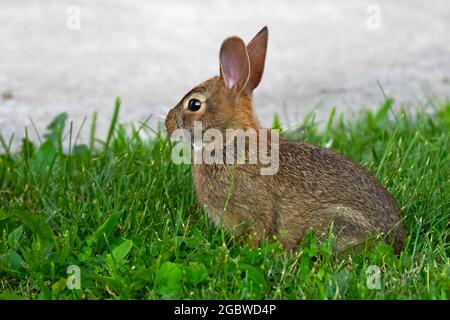 Young Eastern Cottontail Rabbit in the Grass Stock Photo