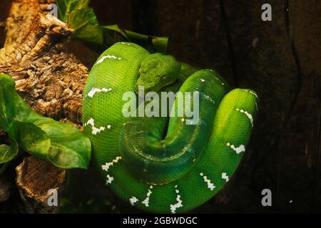 emerald green boa snake in close up Stock Photo