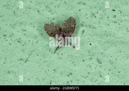 Adult Bathroom Moth Midge of the species Clogmia albipunctata Stock Photo