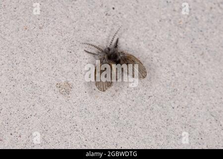 Adult Bathroom Moth Midge of the species Clogmia albipunctata Stock Photo