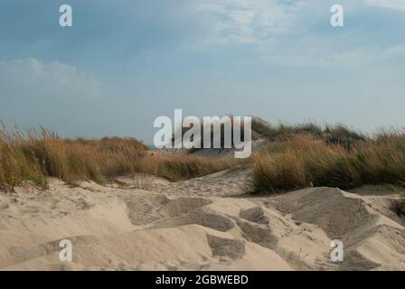 Beautiful dunes with young grass waving in the wind Stock Photo