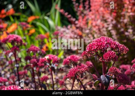 Dark pink sedum flower Hylotelephium 'Red Cauli' in a flower bed. Photographed in mid summer at the RHS Wisley garden in Woking, Surrey, UK. Stock Photo