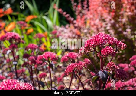 Dark pink sedum flower Hylotelephium 'Red Cauli' in a flower bed. Photographed in mid summer at the RHS Wisley garden in Woking, Surrey, UK. Stock Photo