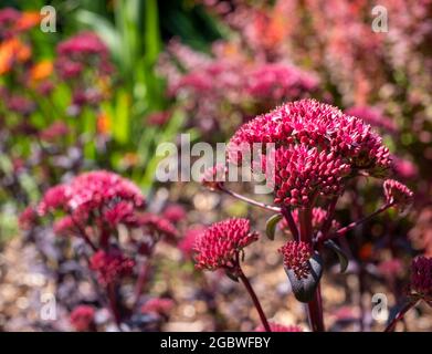 Dark pink sedum flower Hylotelephium 'Red Cauli' in a flower bed. Photographed in mid summer at the RHS Wisley garden in Woking, Surrey, UK. Stock Photo