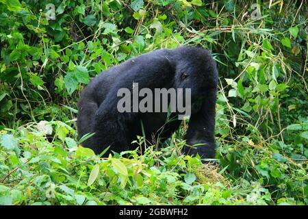 Closeup side on portrait of endangered adult Silverback Mountain Gorilla (Gorilla beringei beringei) Volcanoes National Park, Rwanda. Stock Photo