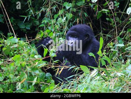 Closeup portrait of endangered adult Silverback Mountain Gorilla (Gorilla beringei beringei) eating bamboo Volcanoes National Park, Rwanda. Stock Photo