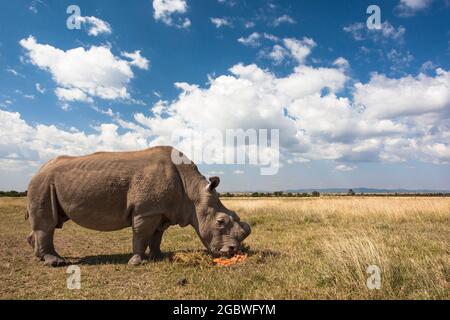 Northern white rhino (Ceratotherium simum cottoni) bull called Sudan, during feeding session, Ol Pejeta Conservancy, Laikipia, Kenya, Africa, Septembe Stock Photo