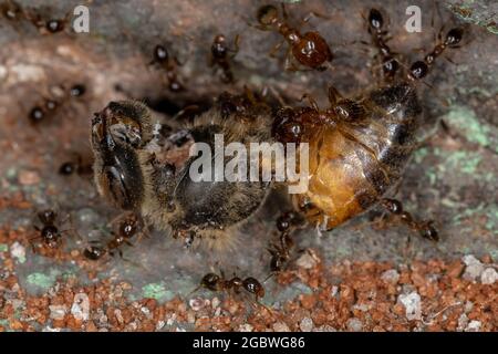 Big-headed Ants of the Genus Pheidole eating a Dead Western Honey Bee of the species Apis mellifera Stock Photo