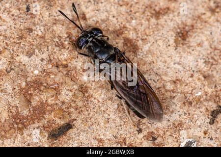 Black Soldier Fly of the species Hermetia illucens Stock Photo