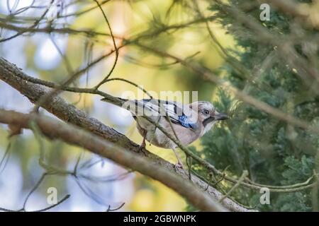 Closeup shot of a cute bird Blue Jay standing on the tree branch Stock Photo