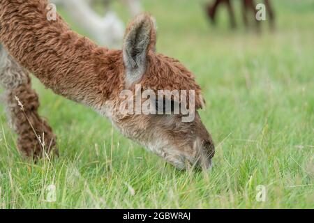 alpaca in field eating grass Stock Photo