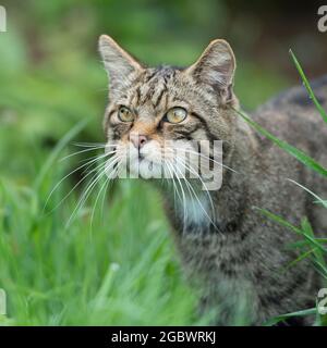 tabby cat Stock Photo