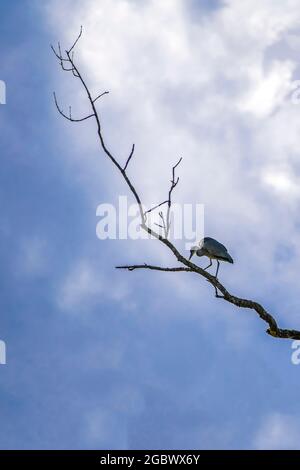 A gray heron standing on a tree trunk against the cloudy sky Stock Photo