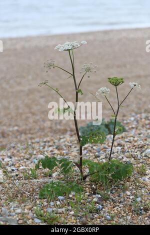 Wildflowers on the shingle beach Stock Photo