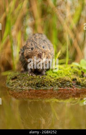 European Water Vole Stock Photo