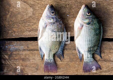 Oreochromis niloticus Stock Photo