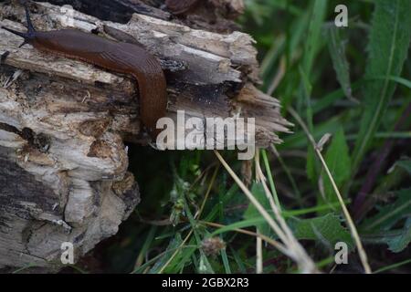 Wolf spider with Offspring on its Back Stock Photo