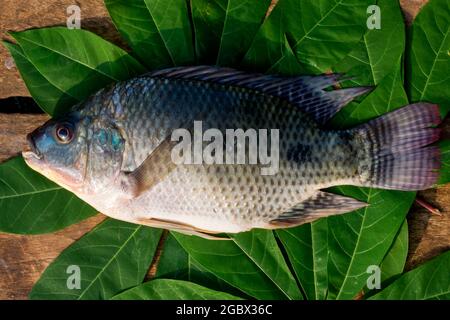 Oreochromis niloticus Stock Photo