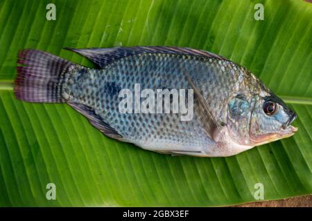 Oreochromis niloticus Stock Photo