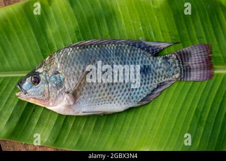 Oreochromis niloticus Stock Photo