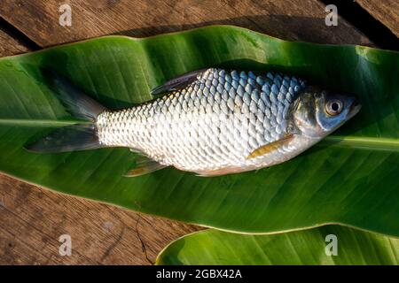 Oreochromis niloticus Stock Photo