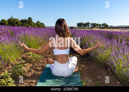 A woman viewed from behind doing yoga in a blooming lavender field. She is seated with crossed legs, her thumbs and index finger touching together. Stock Photo