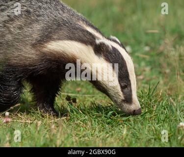 Badger, meles meles Stock Photo