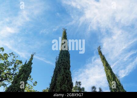 The tops of three cypress trees against the blue sky. Crimea Stock Photo