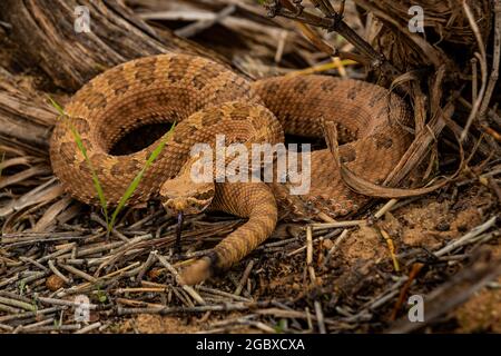 Western Rattlesnake, Crotalus viridis, along Square Tower Loop Trail in Hovenweep National Monument, Utah, USA Stock Photo