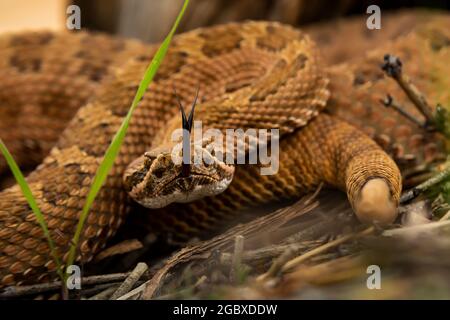 Western Rattlesnake, Crotalus viridis, along Square Tower Loop Trail in Hovenweep National Monument, Utah, USA Stock Photo