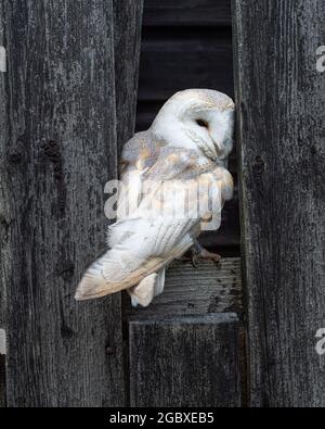 Barn owl, Tyto Alba Stock Photo