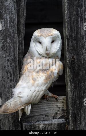 Barn owl, Tyto Alba Stock Photo